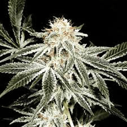 /uploads/09/e1/09e1175666f762b349b841fd9ea03c20/white-widow.gif