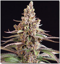 /uploads/27/56/2756dbef17d4754ebb9d45cece8f0f1f/howtoorderbud.jpg